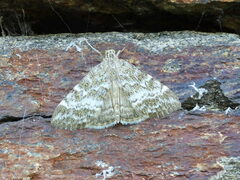 Evergestis sophialis