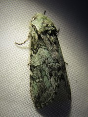 Macrurocampa marthesia
