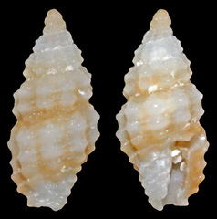Pseudodaphnella drupelloides