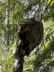 Dolichovespula arctica