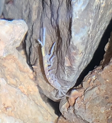 Caecidotea acuticarpa