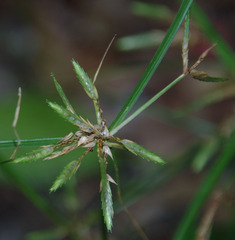 Cyperus trinervis