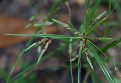 Cyperus trinervis