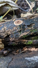 Pluteus thomsonii