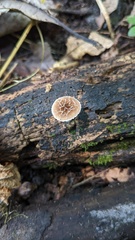 Pluteus thomsonii