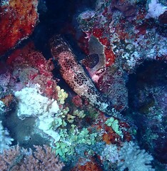 Epinephelus merra
