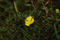 Hibbertia monticola