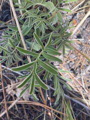 Potentilla crinita