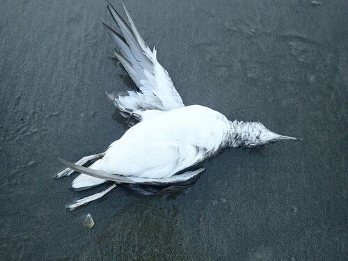 Vlinderpijlstormvogel (Puffinus gavia)