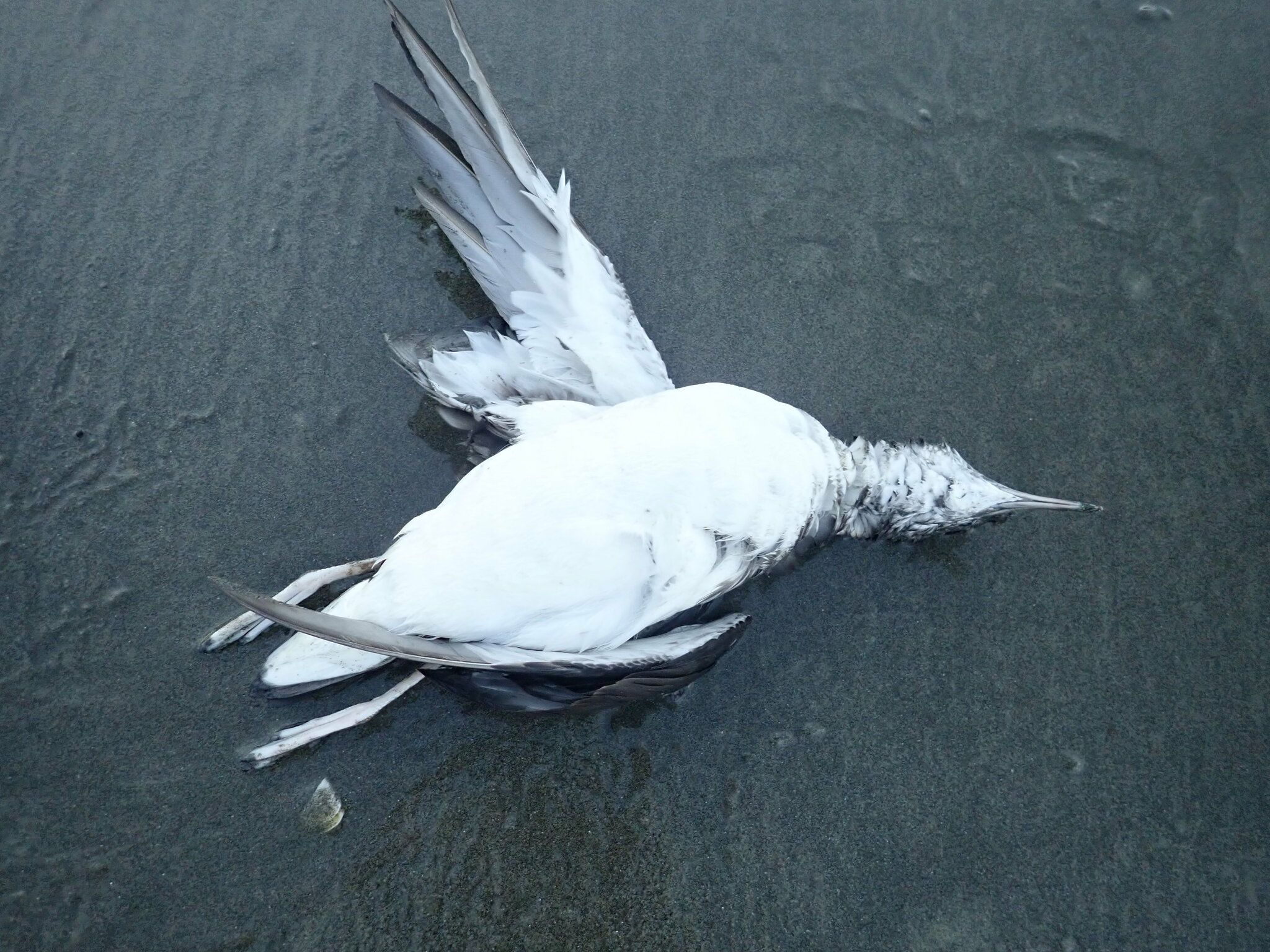 Fluttering Shearwater (Puffinus gavia)