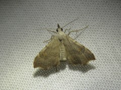 Redectis pygmaea