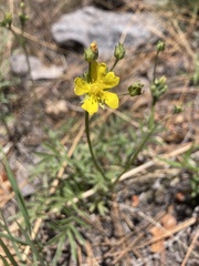 Potentilla crinita