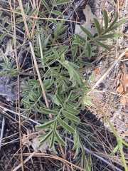 Potentilla crinita