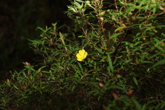 Hibbertia monticola