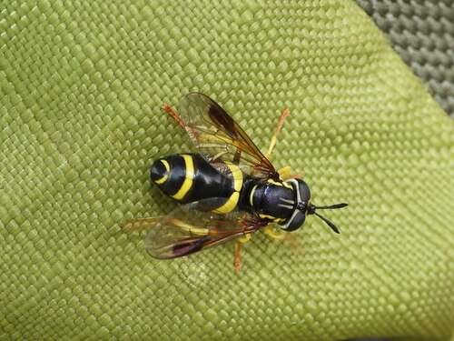 two-banded wasp hoverfly, Provincia di Varese, Italia, photo 9 of 10