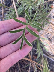 Potentilla crinita