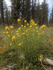 Castilleja applegatei pinetorum