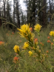 Castilleja applegatei pinetorum