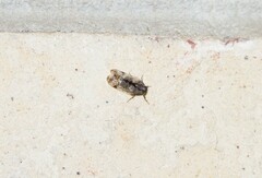 Melanoliarus placitus