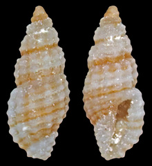 Kermia