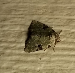 Leuconycta diphteroides