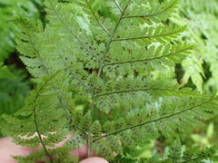 Dryopteris campyloptera