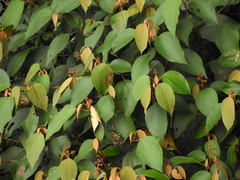 Miconia caudata