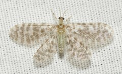 Nallachius americanus