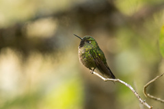 Metallura tyrianthina