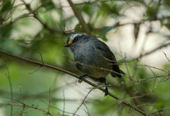 Silvicultrix frontalis