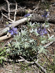 Lupinus obtusilobus