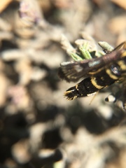 Synanthedon bibionipennis