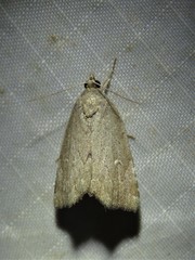 Cutina albopunctella