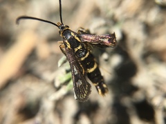 Synanthedon bibionipennis