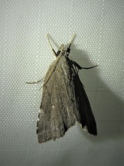 Cutina albopunctella