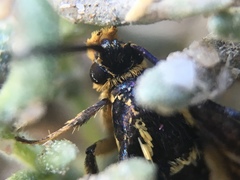 Synanthedon bibionipennis