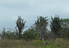 Armatocereus cartwrightianus