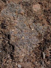 Acarospora thelococcoides