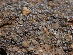 Acarospora thelococcoides