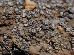 Acarospora thelococcoides