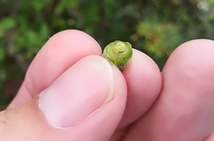 Brahea salvadorensis