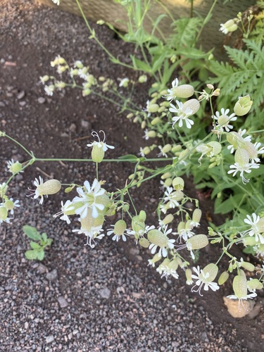 Caryophyllaceae image