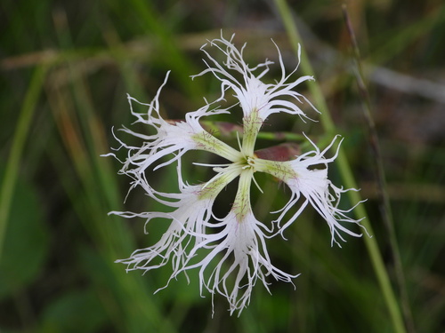 Dianthus superbus iNat (3)