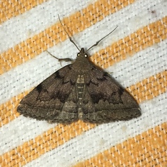 Zanclognatha dentata