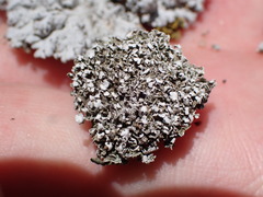 Cladonia
