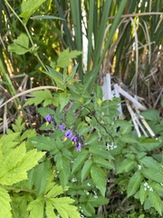 Solanum dulcamara