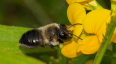 Megachile gemula