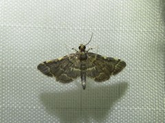 Anageshna primordialis