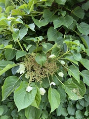 Hydrangea petiolaris