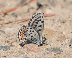 Euphilotes heracleoides